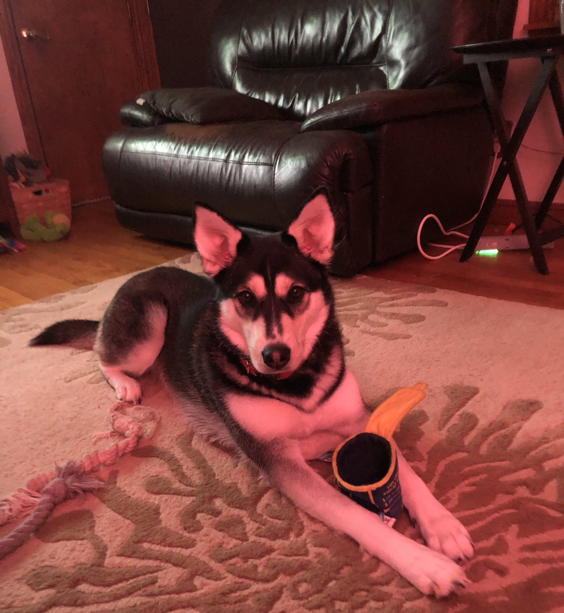 badluckbaabe's tweet photo. I love my dog &amp; she is my entire world, I can’t believe she’s going to be TWO years old next month!!!!! https://t.co/WyT4YdL5IP