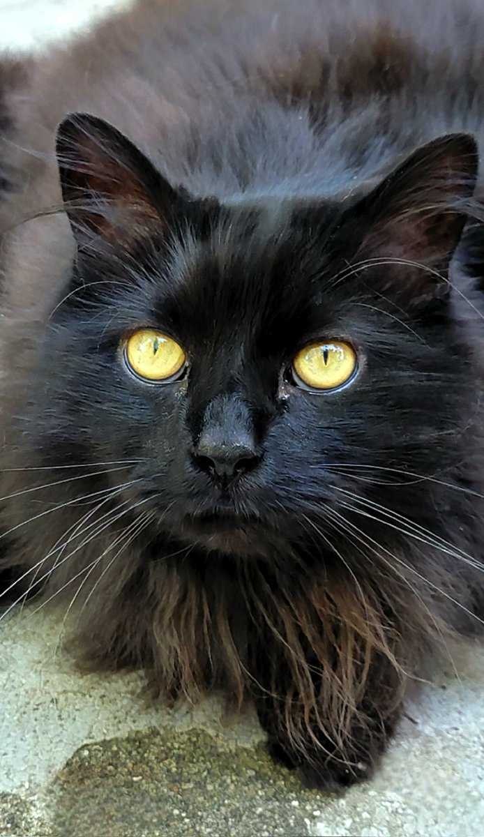 DirdenT's tweet photo. I need to share my supermodels! 😻😻😻 They pose so well for me!

It's your turn to show me yours! 😉 https://t.co/6zR6ndWN4U