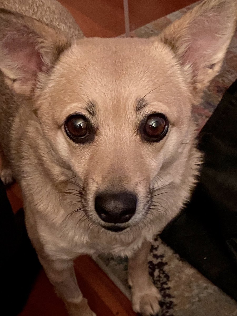 TheCarpetShopPA's tweet photo. Beacon alum C.C. helped kick-off #CanineDentalCleaningMonth yesterday with a great cleaning at Beacon Vet Clinic! Check out her gorgeous pearly whites! Be sure to check your pooch’s teeth AND breath, and make an appt at Beacon Vet for a cleaning soon. #caninedentalhealth #dogs https://t.co/PxsinbRfli