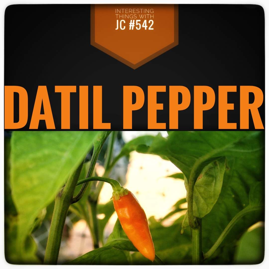 talktojc's tweet photo. #InterestingThings #542: #DatilPepper - #Sweet, #fruity, #tangy #chili from #Florida. #Unique flavor, slightly #hotter than #Jalapeno, staple in #StAugustine cuisine.
@ThePodcastRadio
https://t.co/2yMa1OuUcc https://t.co/sl32Qp91Qj