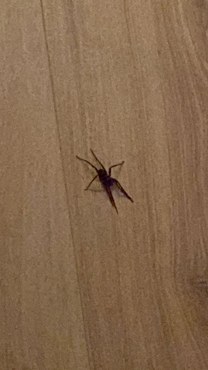 NicoleYaez's tweet photo. @Arachno_Cosas Ayuda, es la segunda que sale en mi casa. Plis dime que no es venenosa https://t.co/sXL2QduFBe