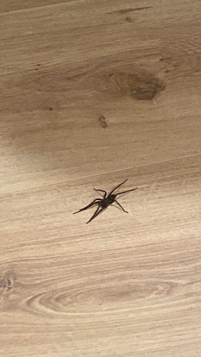 NicoleYaez's tweet photo. @Arachno_Cosas Ayuda, es la segunda que sale en mi casa. Plis dime que no es venenosa https://t.co/sXL2QduFBe