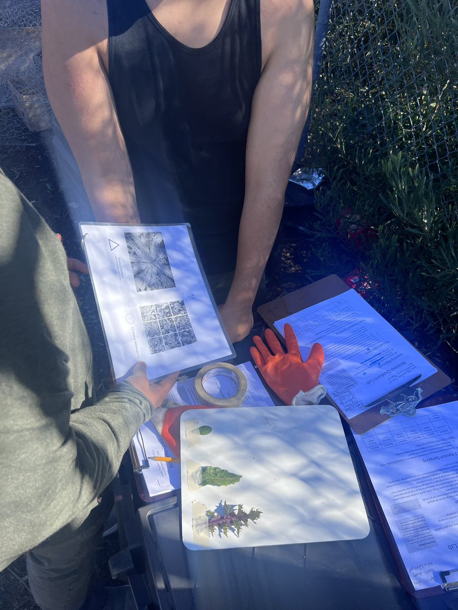 Last week the scholars learned how to assess the biodiversity of our garden using quadrant sampling. They enjoyed taking their own samples, labeling and learning how science works in the field. 🕵🏻‍♀️🕵🏽 #lobosinvestigate @CajonValleyUSD @BostoniaHigh