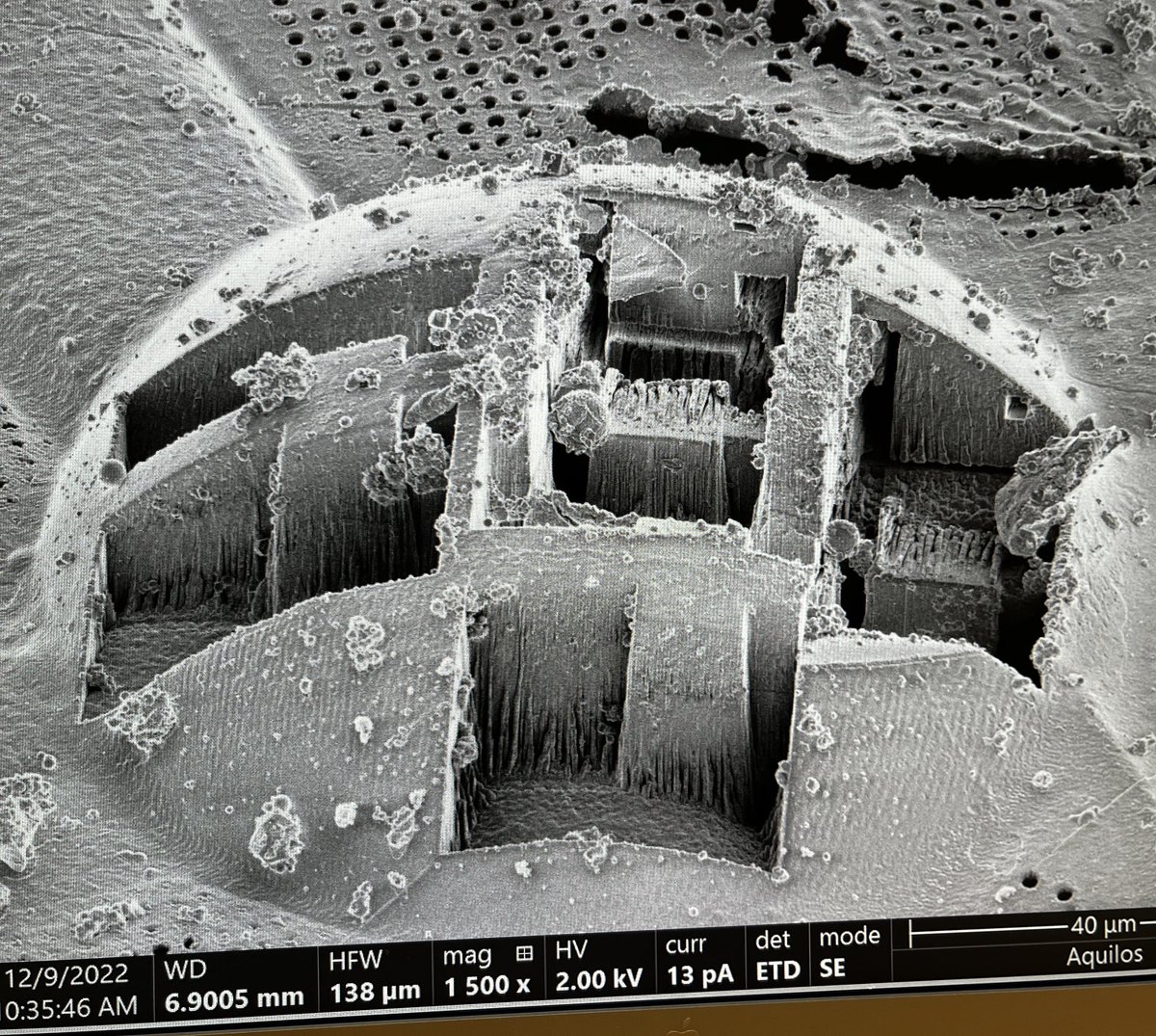 We started a project using cryo-electron tomography in oocytes - and I just though this moonscape pic of an oocyte in process was super cool #cryoET #oocytes #ScienceTwitter #repro