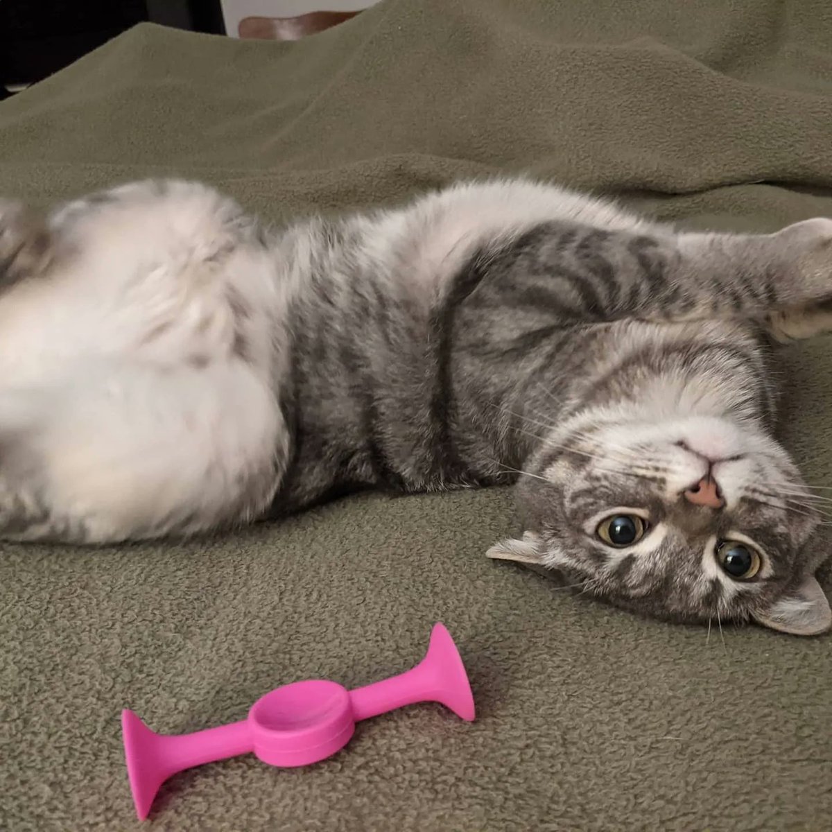 jhjones's tweet photo. @mariana057 #DragonKitty sez oh hai! https://t.co/A0855sibF6