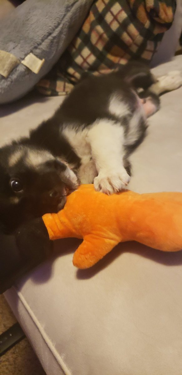 TyCokerVA's tweet photo. WE GOT A PUPPYYYYYYYYY https://t.co/dogYRXkgfl