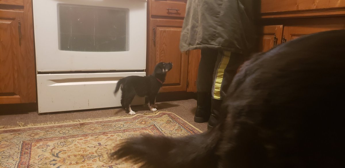 TyCokerVA's tweet photo. WE GOT A PUPPYYYYYYYYY https://t.co/dogYRXkgfl