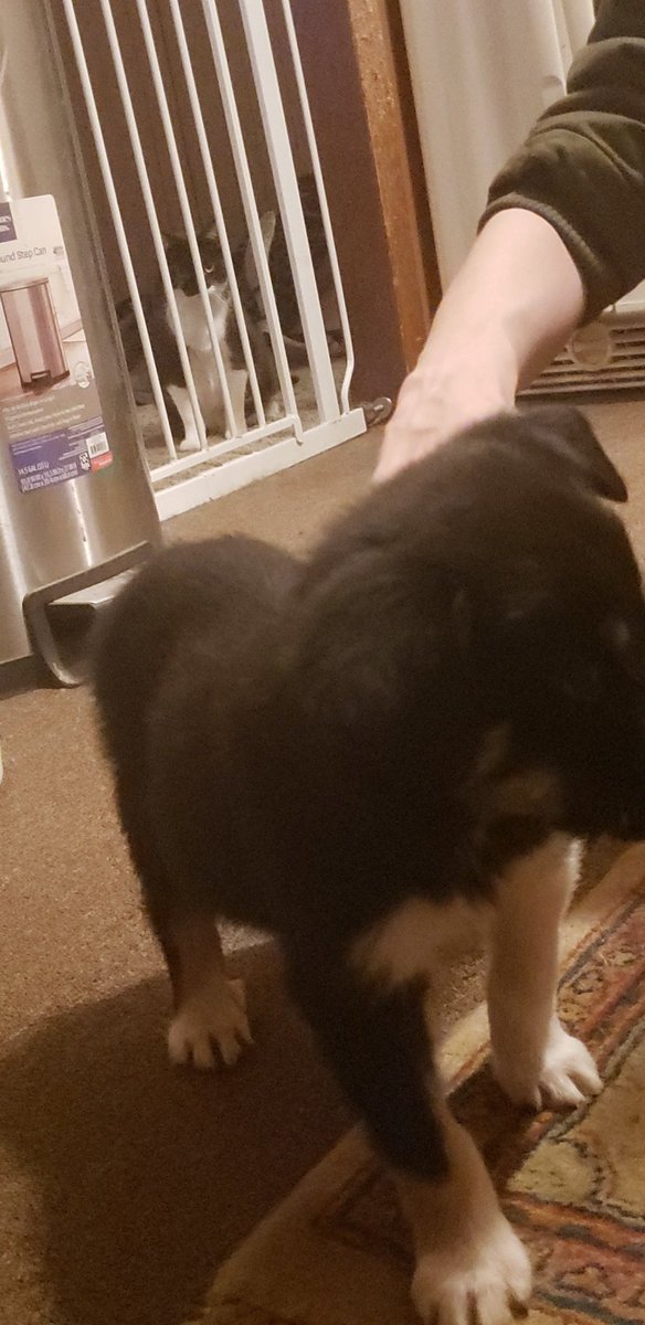 TyCokerVA's tweet photo. WE GOT A PUPPYYYYYYYYY https://t.co/dogYRXkgfl