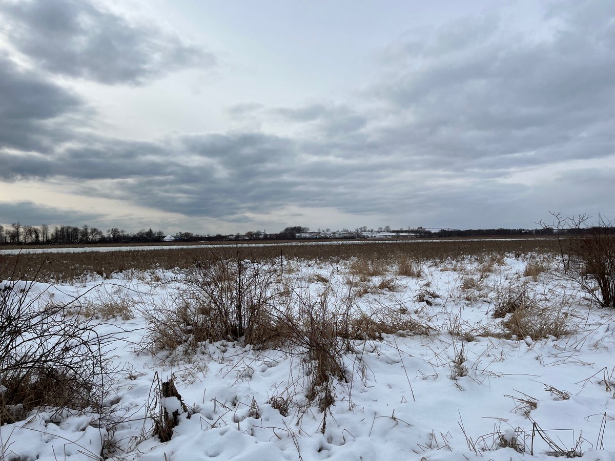 secondmarsh's tweet photo. Do you have a favourite #wetland? We do! It’s @oshawacity #SecondMarsh. In celebration of #WorldWetlandsDay2023, we organized a few winter walks to showcase our local marsh, a type of wetland. We even enjoyed some cedar tea, cheers! #FriendsofSecondMarsh #Oshawa https://t.co/VELLyzxwGG