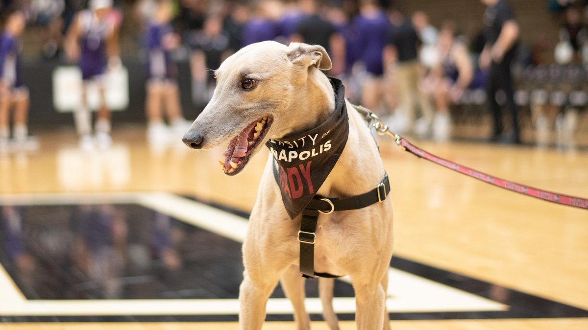 Two home games. Two dubs. That's Greyhound basketball. 🐾💪🏀
#gohounds #alphadogs #uindy #indianapolis #glvcwbb #glvcmbb #d2wbb #d2mbb