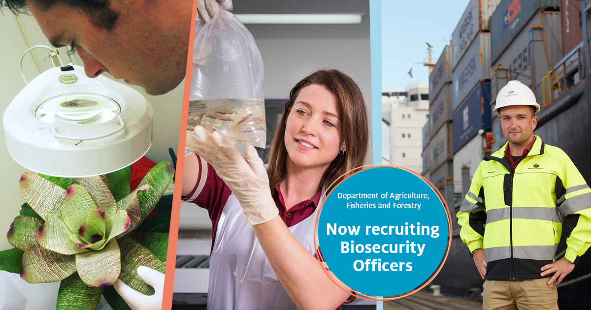 🔍 We are looking for Australia’s next frontline hero who cares about keeping our country free of damaging pests and diseases.

💻 Learn about the benefits of being a biosecurity officer and the attributes that we’re looking for here: fal.cn/3vAuE