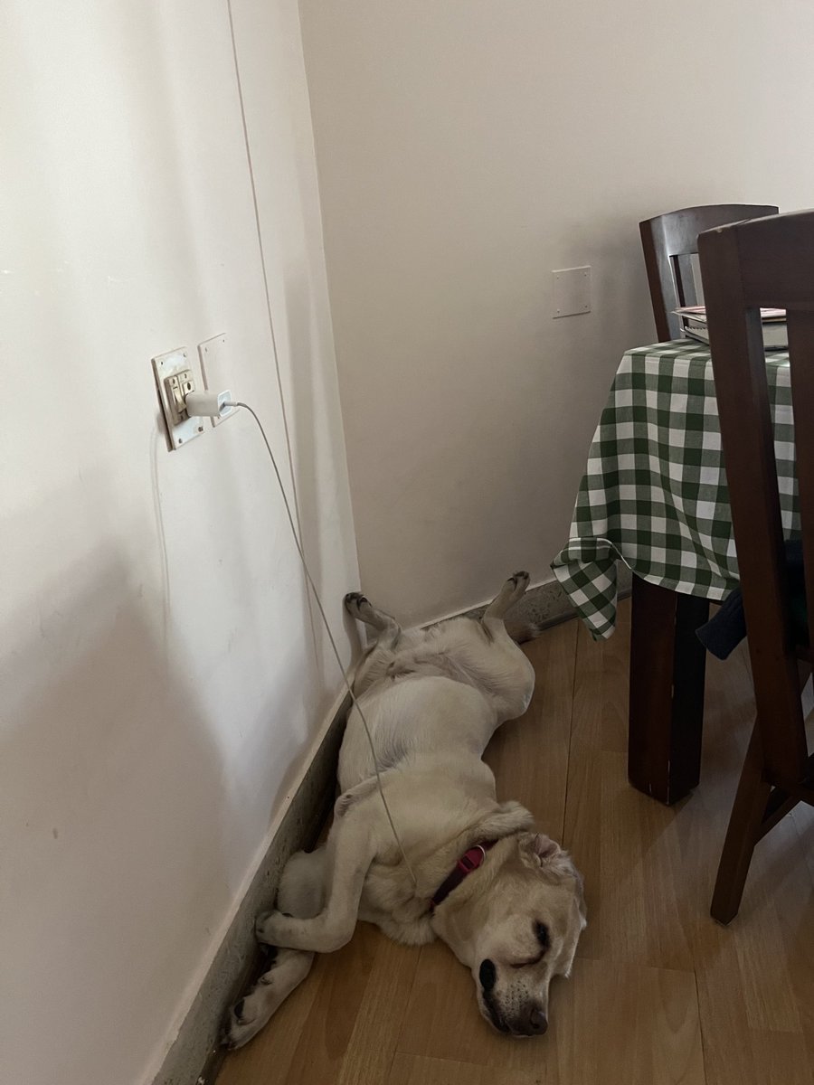 sagarbhat's tweet image. Good morning!! 🐕🔋#fridayfun #labby #charging
