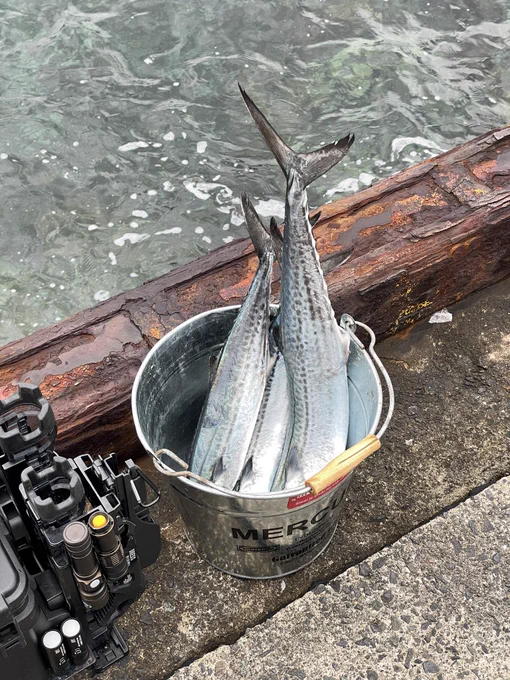 本日の釣果はサゴシ3匹でした寒過ぎるので撤収! 