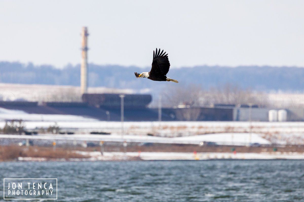 A Bald Eagle looks for lunch during an afternoon scout on Onondaga Lake.

#Wing #Flying #Sky #SpreadWings #Nature #Outdoors #AnimalWildlife #Eagles #Bird #Birding #BaldEagle #NewYork #NY #Wildlife #Animals #NewYork #NY #WesternNY #WesternNewYork #NYWildlife #Canon #Syracuse