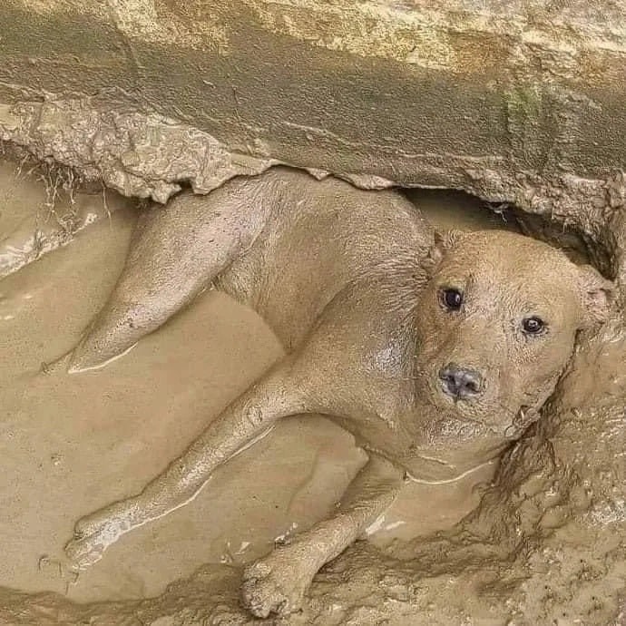 DolanDark's tweet image. mud dog