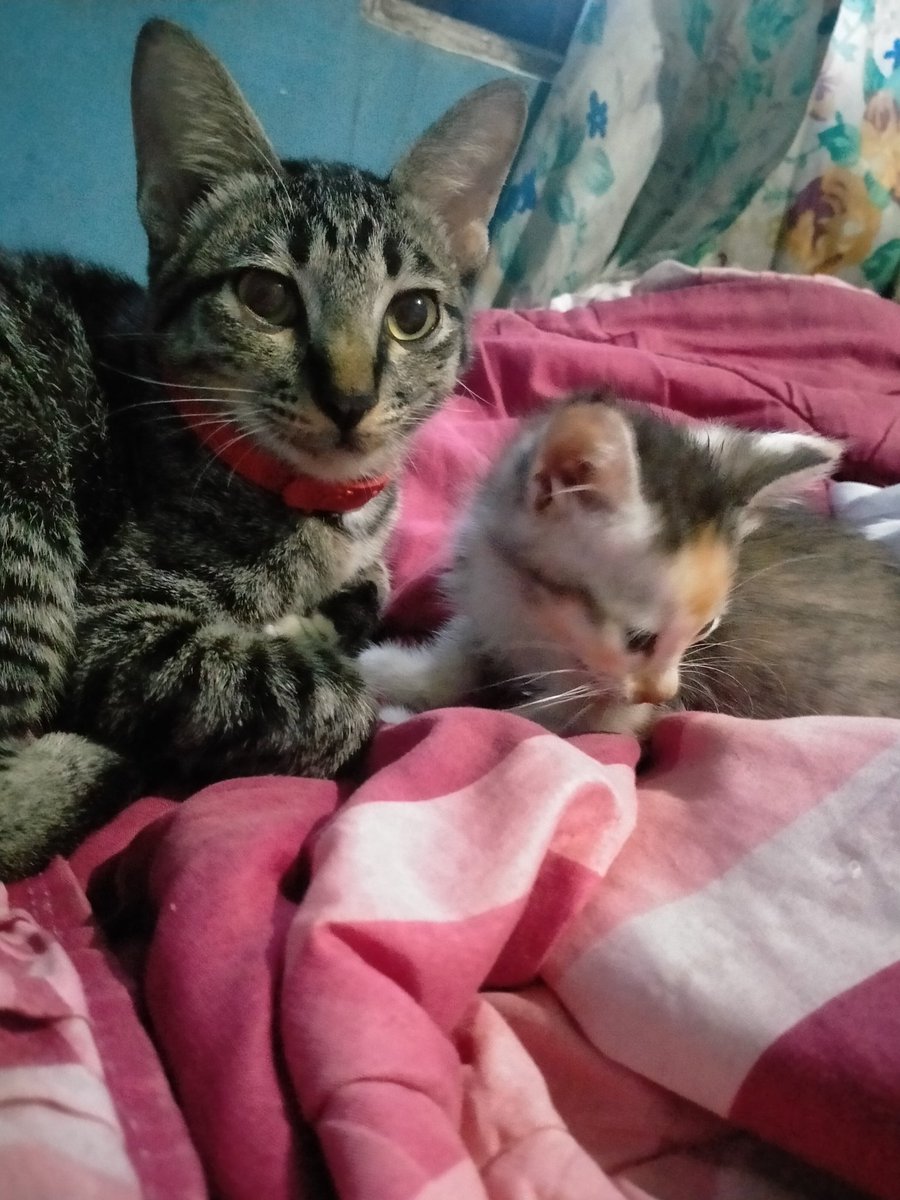 cece_wing's tweet photo. @memefess mending melihara kucing kampung si ga terlalu banyak modal, btw ini kucing aku yg diambil mama dari got pas masi kecil (foto kiri, yg belang 3, yg warna abu sdh meninggal) yg sebelah kanan pas udah gede udah jadi ibu" 5 anak https://t.co/CqPke6jARM