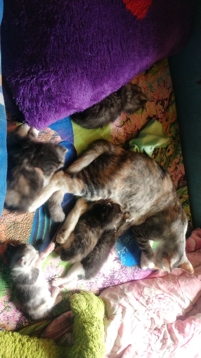 cece_wing's tweet photo. @memefess mending melihara kucing kampung si ga terlalu banyak modal, btw ini kucing aku yg diambil mama dari got pas masi kecil (foto kiri, yg belang 3, yg warna abu sdh meninggal) yg sebelah kanan pas udah gede udah jadi ibu" 5 anak https://t.co/CqPke6jARM