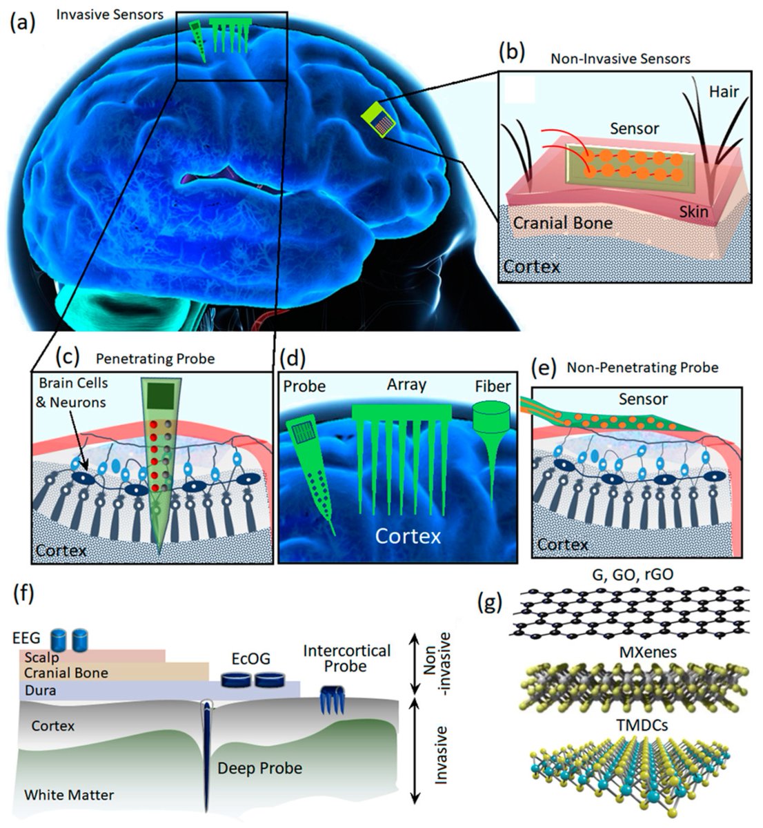 JFB_MDPI's tweet photo. 💐Review Recommendation From @JFB_MDPI @ChemMatSci_MDPI
📖Functional #TwoDimensionalMaterials for #Bioelectronic #Neural Interfacing
📌https://t.co/oAS3CvxGHx https://t.co/CQGOA8XhWM