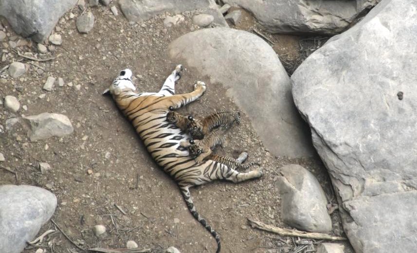 When Panna Tiger Reserve lost all its tigers. T1 was first female to be introduced in 2009 for recovery programme. She delivered 13 cubs and now Panna Tiger Reserve is abode of tigers once again. T1 took her last breath this week leaving a big family. PC: FD RS Murthy.