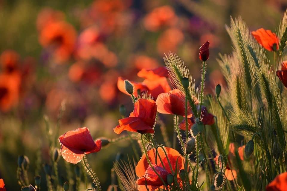 PardueSuzanne's tweet photo. Never let it be said that to
dream is a waste of one’s
time. For dreams are our
realities in waiting. In
dreams, we plant the
seeds of our future… https://t.co/sRtCa2kFMn