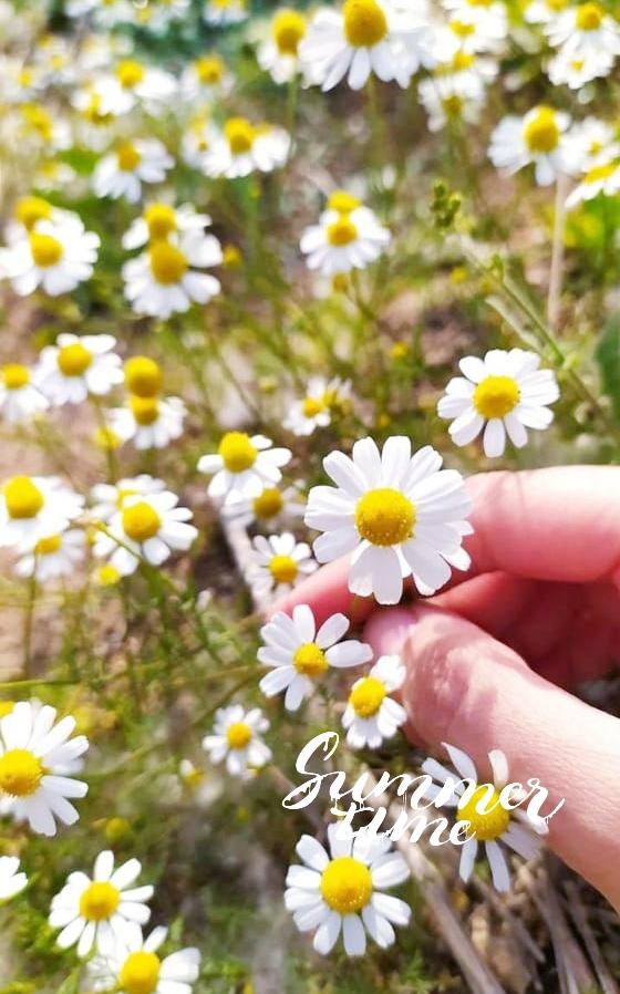 🌻 tweet media