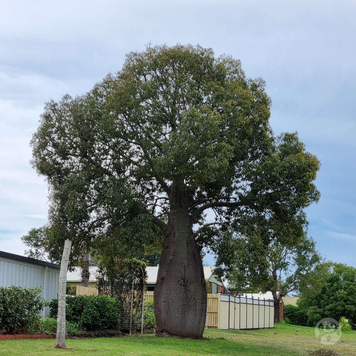 DelivertreeAU's tweet photo. The Queensland Bottle Tree

#Brachychiton rupestris is an iconic tree endemic to central Queensland known for its bottle-like trunk that can reach a diameter of up to 2m. It reaches a height of 18-20m in its native habitat and 4-8m in #cultivation https://t.co/sqLNlhBjYA