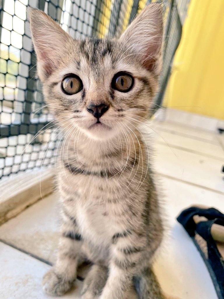 rafhendrix17's tweet photo. Looking for a loving 🏠 for these 2 cutie pies! Found them in a hood of a car and have been fostering them ever since. They're litter-trained and very playful 

✅ Age: 9 weeks
✅ Gender: Male (Black), Female (Mix brown)
✅ Location: Setia Alam

RTs appreciated! @TweetSetiaAlam https://t.co/C0SQHRk333