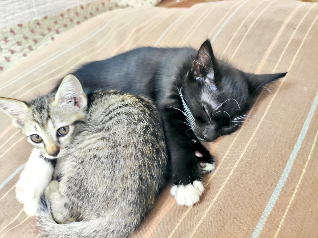 rafhendrix17's tweet photo. Looking for a loving 🏠 for these 2 cutie pies! Found them in a hood of a car and have been fostering them ever since. They're litter-trained and very playful 

✅ Age: 9 weeks
✅ Gender: Male (Black), Female (Mix brown)
✅ Location: Setia Alam

RTs appreciated! @TweetSetiaAlam https://t.co/C0SQHRk333