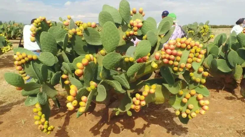 Cactus pear is one of the underused crops that can provide better nutrition and income for farmers in dry regions, according to <a href="/ICARDA/">ICARDA</a>. 🌵

Its nutritious and water-rich fruits make it an important crop for animal and human consumption.  

Read more 👉buff.ly/3owBngx
