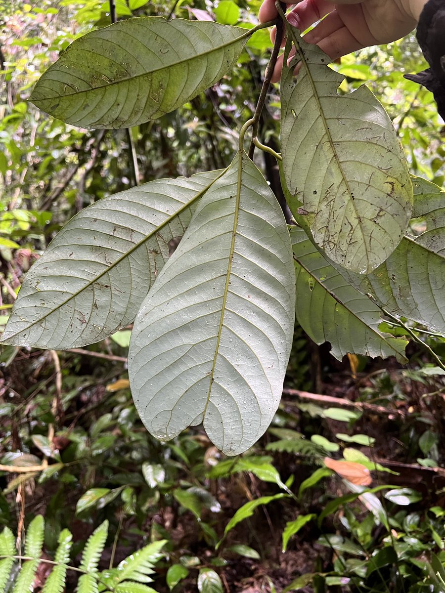 jason_nge's tweet photo. Litsea sp. (#Lauraceae) flowering at lowland primary rain forest in Bukit Timah, Singapore.
.
.
#Litsea #TropicalRainforest #biodiversityhotspot #botany #Magnoliids #SingaporeFlora #BukitTimah https://t.co/GwH1xxdryW