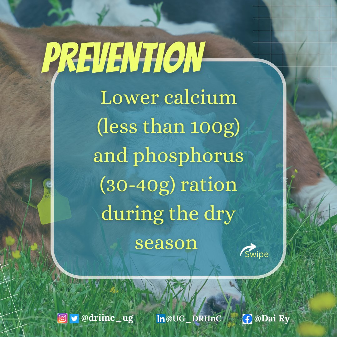 Did you know? Milk Fever has nothing to do with milk?? Swipe right to see the symptoms and prevention of Milk Fever. #foodscience #dairyscience #dairy #nutrition #cows #milk #perfect #beautiful #trending #instagood