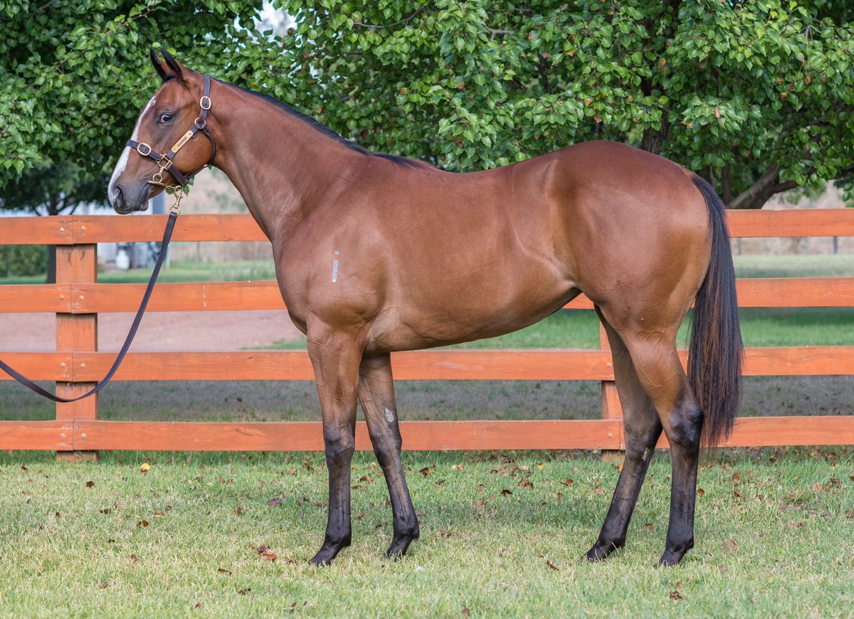 This filly is by the 4x Group 1 winning Trapeze Artist and out of Sabie, an Exceed and Excel mare who was a Listed winner herself & came 3rd in the Blue Diamond Preview (f). This filly is incredibly strong - A real racehorse! #inglisclassic #inglissales