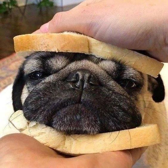 Who love this #pug 
#dog #puppy #Pugdoge