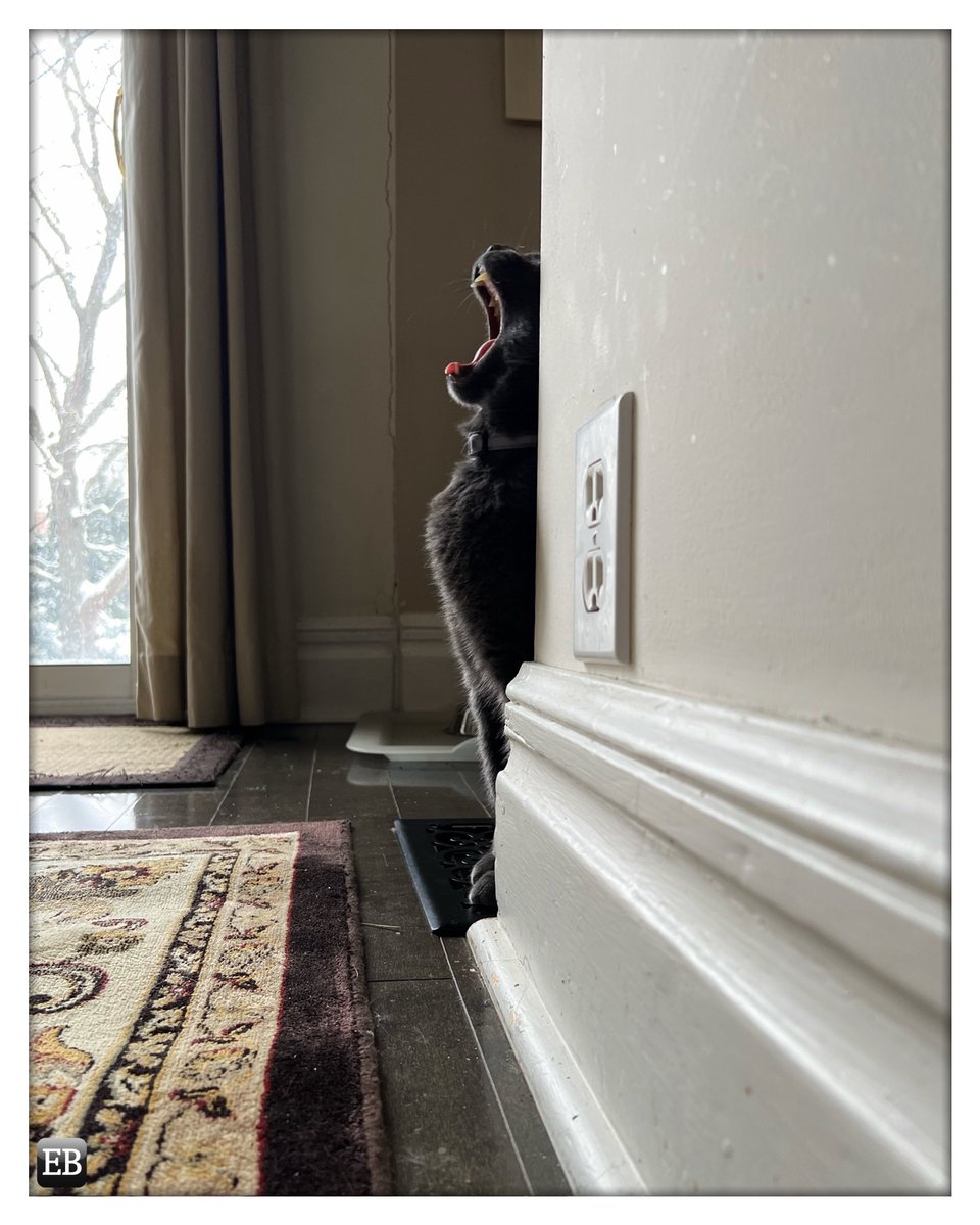 Eric_Brazier's tweet photo. “Primal Scream” https://t.co/EnIYQ8ZELW #TheDailyMobile #photography #Baseboards #Carbon #CarbonCat #Carpet #Cats #PrimalScream #Snow #Winter #Yawn https://t.co/eVRR4EN1Xu