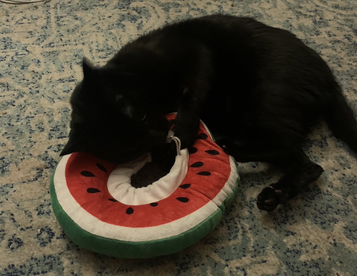 Tried one of these but he just slipped out and started playing with it