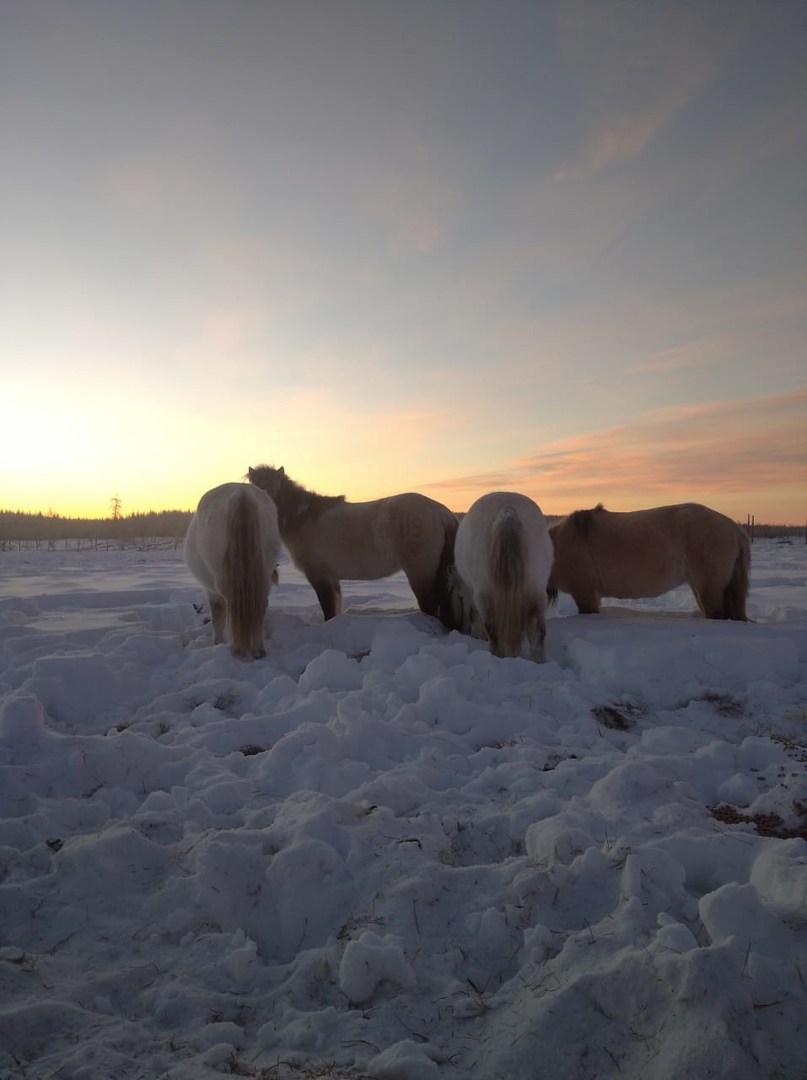 Yakut horses graze in the Pleistocene park. Like all the recent pictures, this one was taken by a new park ranger.
