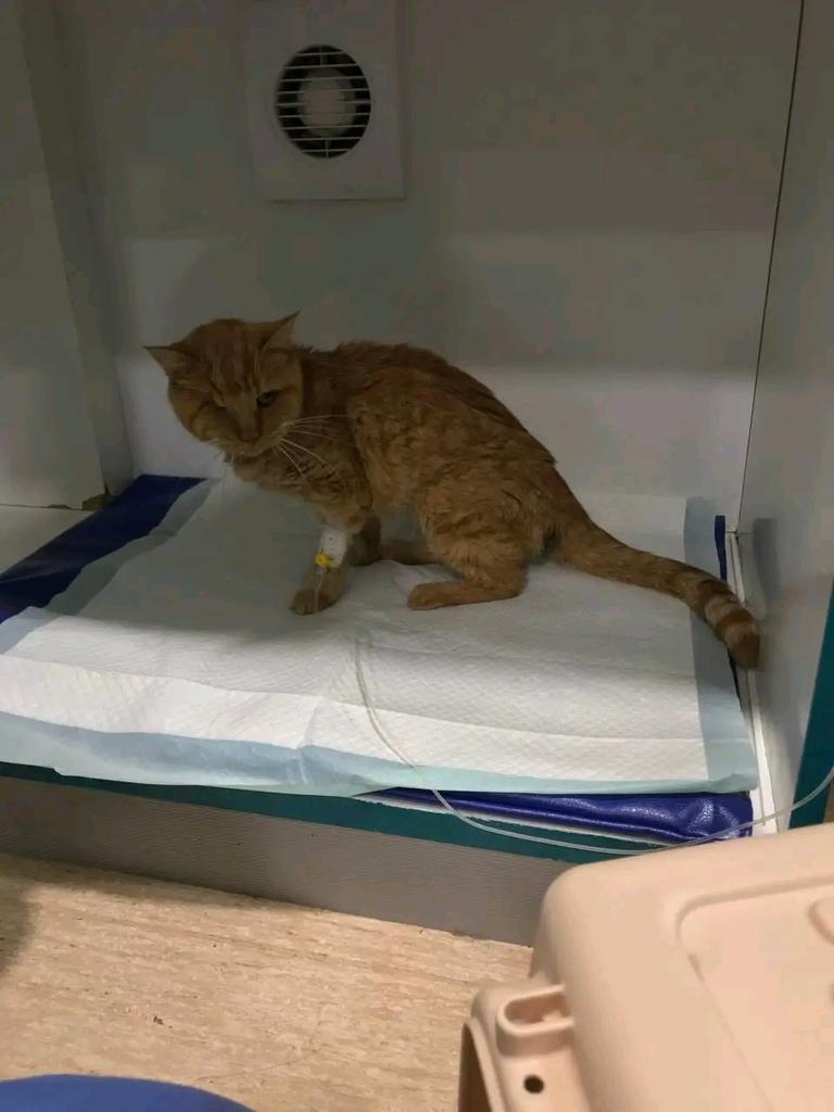 cqk5az07dhd80hg's tweet photo. NEWS ON SONECHKA
I had to transport Sonya back to Aybolit on the Fontana, because on Lustdorfskaya there are constant interruptions with the generator, only with me it was turned off twice, and in general there is a madhouse.
#DogsofTwittter #CatsofTwittter #HelpADog #SaveADog https://t.co/qPkb3pqfiH