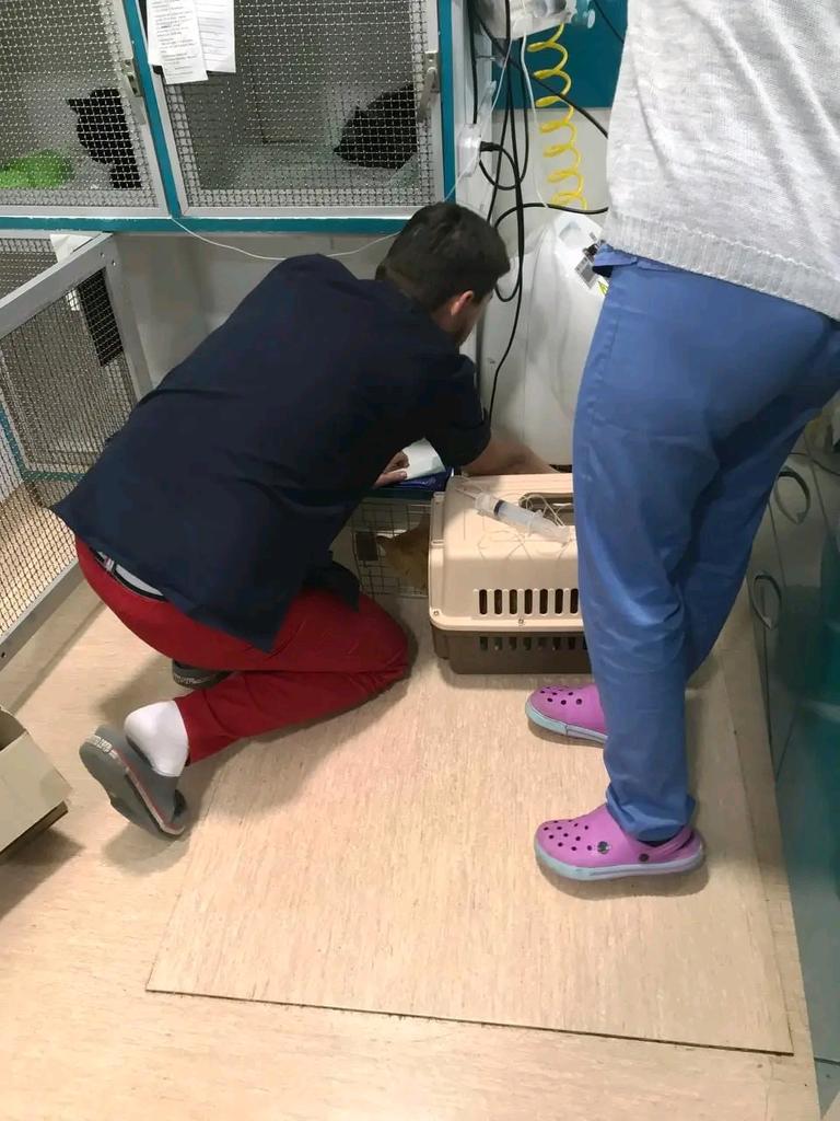 cqk5az07dhd80hg's tweet photo. NEWS ON SONECHKA
I had to transport Sonya back to Aybolit on the Fontana, because on Lustdorfskaya there are constant interruptions with the generator, only with me it was turned off twice, and in general there is a madhouse.
#DogsofTwittter #CatsofTwittter #HelpADog #SaveADog https://t.co/qPkb3pqfiH