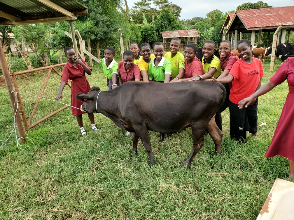 @igangass has greatly created greater strides in skilling 
 the girl child in cattle keeping #usaid