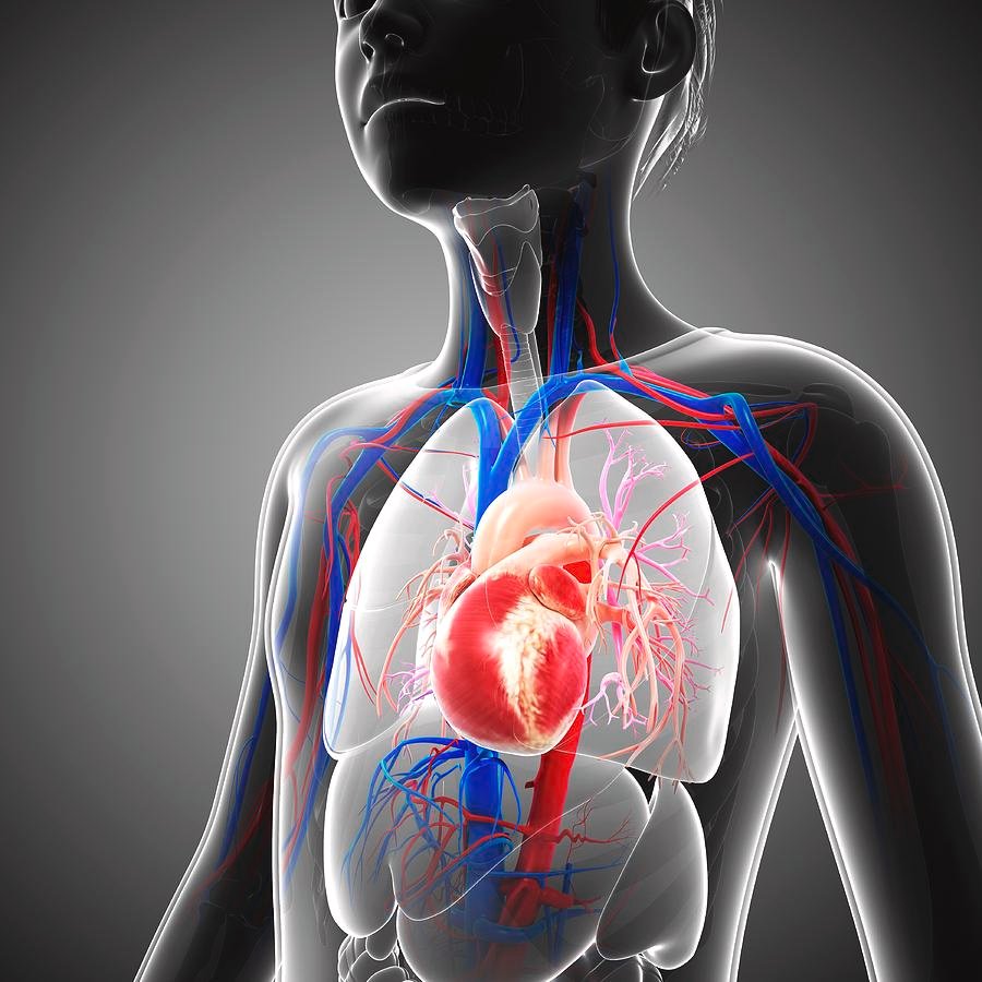 A heart tumor, or cardiac tumor, is a rare, abnormal growth that develops in the heart. Heart tumors can occur in any location, such as on the valves, within the heart muscle, inside a chamber, or around the heart.
#cardiactumor