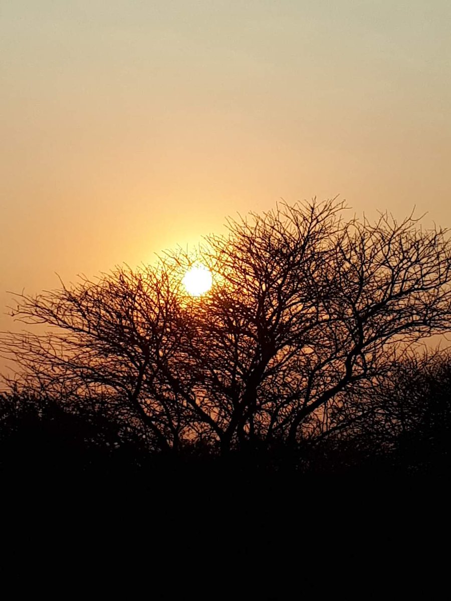 #FromTheArchive #oldphoto #sunrise #sunrisesilhouette #suninthetree #northwestprovincetourism #northwestsunrise #suninafrica #africanskies