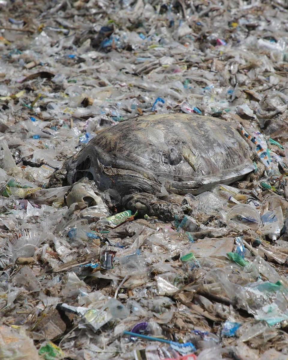 Plastic Kills!! This image which was captured in Bali shows a dead turtle amongst piles of single use plastic pollution They mistake plastic to be food since they behave similar to jellyfish or invertebrates #turtles #plasticpollution #bali #singleuseplastic
