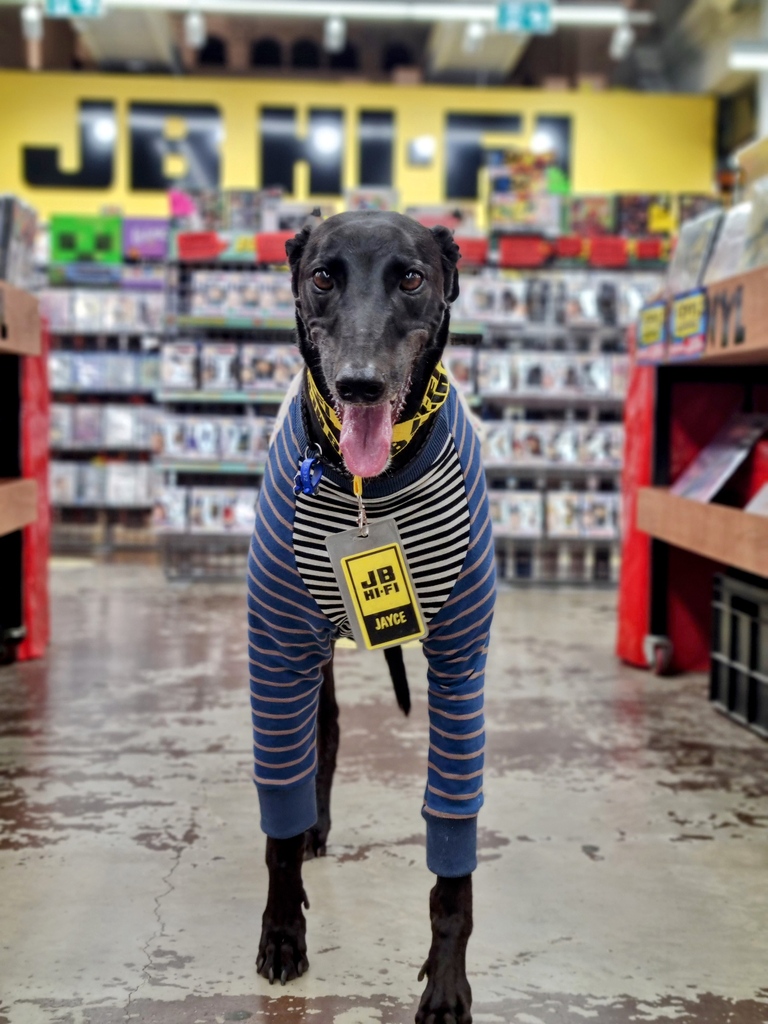 I am excited to announce that I won #JBHifi employee of the month in January for a strong start to #2023 🥰

#dogatwork #jbhifidog #officedog #employeeofthemonth #funnydog #greyhound #dog