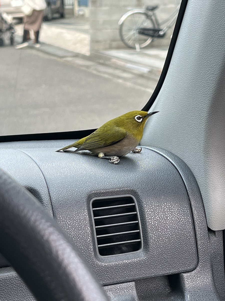 namaehanaiyo's tweet photo. ふと車に乗り込んだら突然居るのやめてwwwww

バカビビるwwww https://t.co/19LK5tre2W