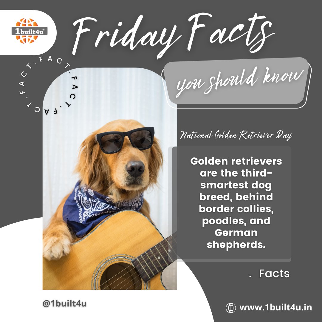 1built4u's tweet photo. Friday Facts You Should Know!
Golden retrievers are the third-smartest dog breed, behind border collies, poodles, and German shepherds.
#1built4u #nationalgoldenretriverday #goldenretriever #smartestdogs #fridayfacts #facts #dailyfacts #bordercollie #poodles #GermanShepherd https://t.co/1UWeTbnGIC