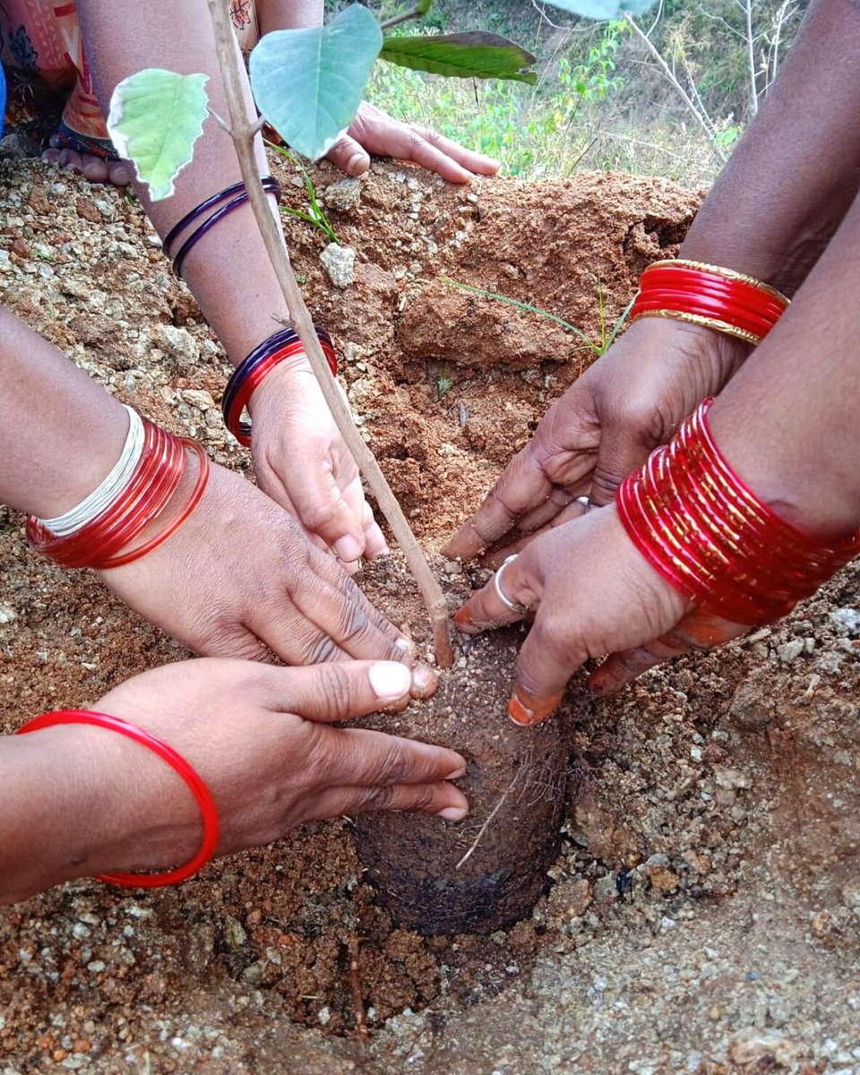 Apollo Foundation has started Founder's Day celebrations with plantation drives in the Chittoor district. Apollo group will celebrate the Founder's Day on February 5th, on the birthday of Apollo Hospitals' Founder and Chairperson Dr Prathap C Reddy. #trees #environment #ngo