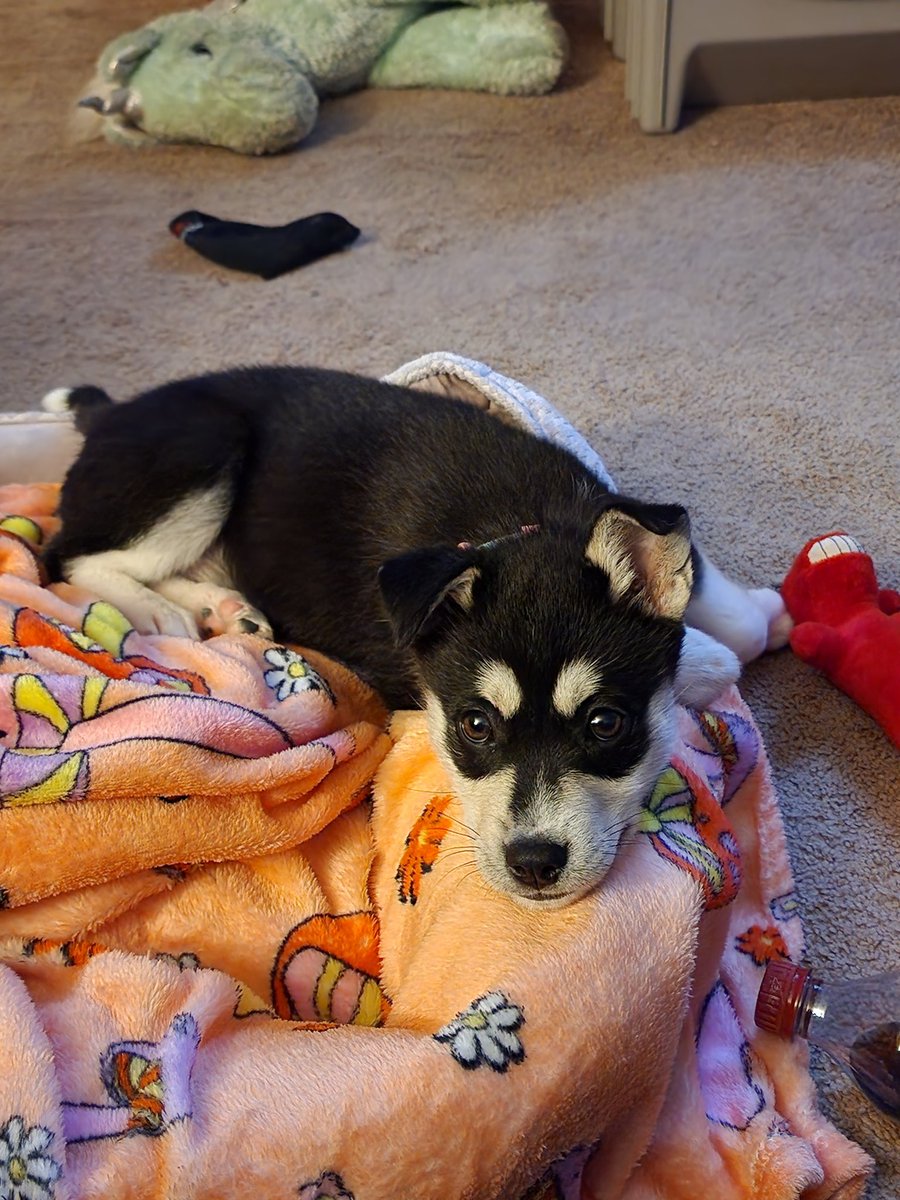 Meet our little hell spawn, Freya ❤️ she's an asshole, but she's pretty cute so she's got that going for her.