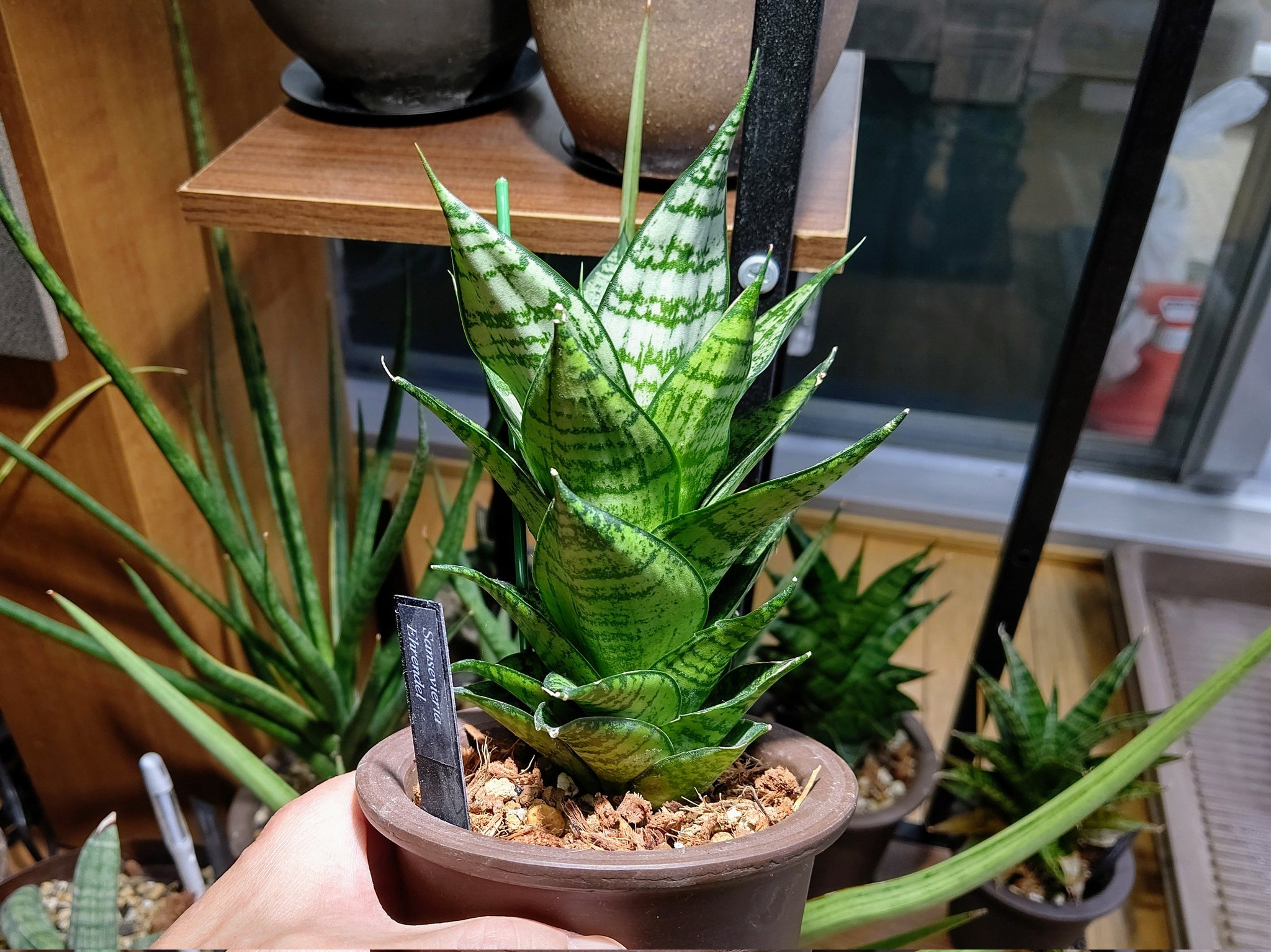② 極小 超希少！訳ありサンスベリア ロリダ 斑入り ベアルート 【公式