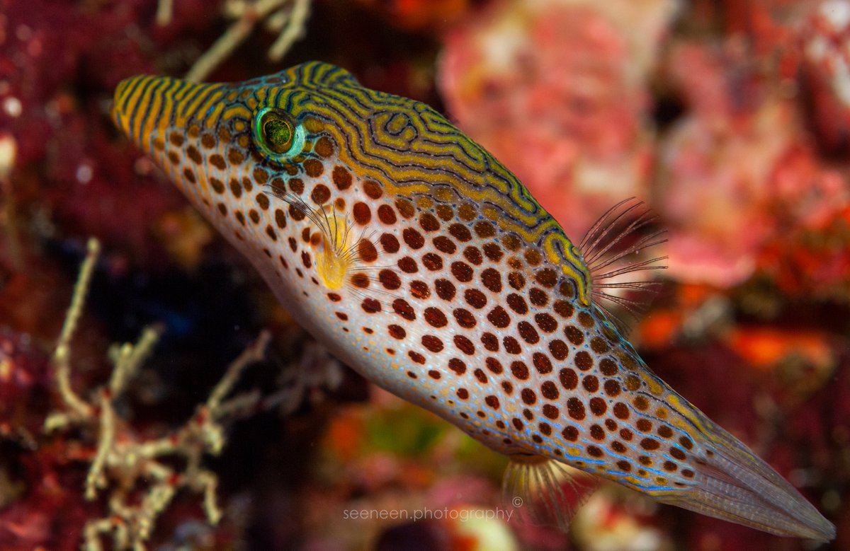 mohamedseeneen's tweet image. Happy Friday 
Tyler's toby
Canthigaster tyleri 
#Maldives  North Male' Atoll #fishid #ichthyology