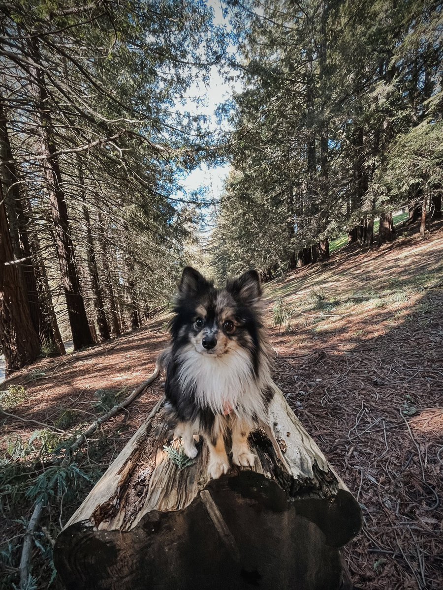 LittleManKoda's tweet photo. @bunsenbernerbmd Definitely got some brown 🐾 https://t.co/kIyv3ZIhqp